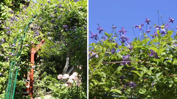 Видовой клематис фиолетовый (Clematis viticella)