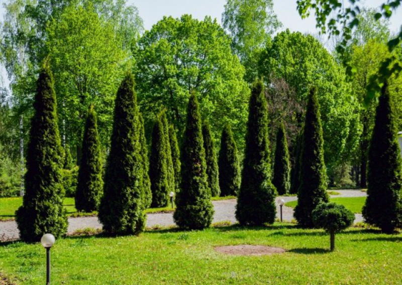 Туя живая изгородь
