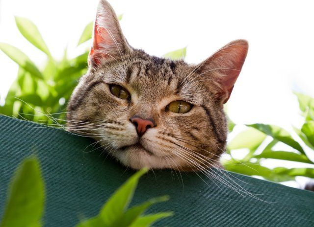 Отпугиватель котов